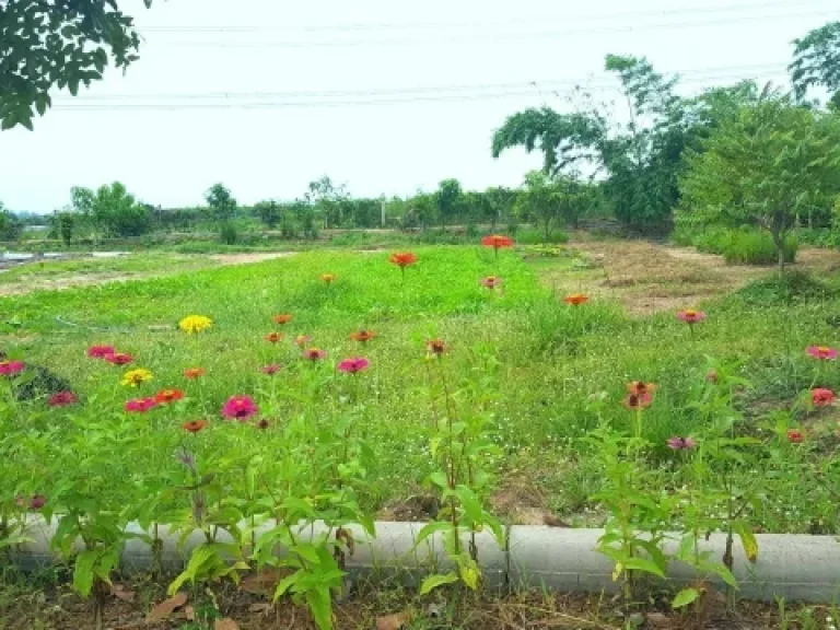 ขายที่ดิน 10 ไร่ พร้อมห้องเช่า 140 ห้องเก็บค่าเช่าได้ 200000 บาทเดือน