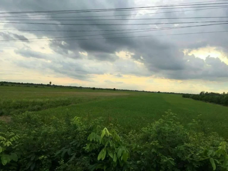 ขายที่ดิน ติดถนน อำเภอลำลูกกา จังหวัดปทุมธานี