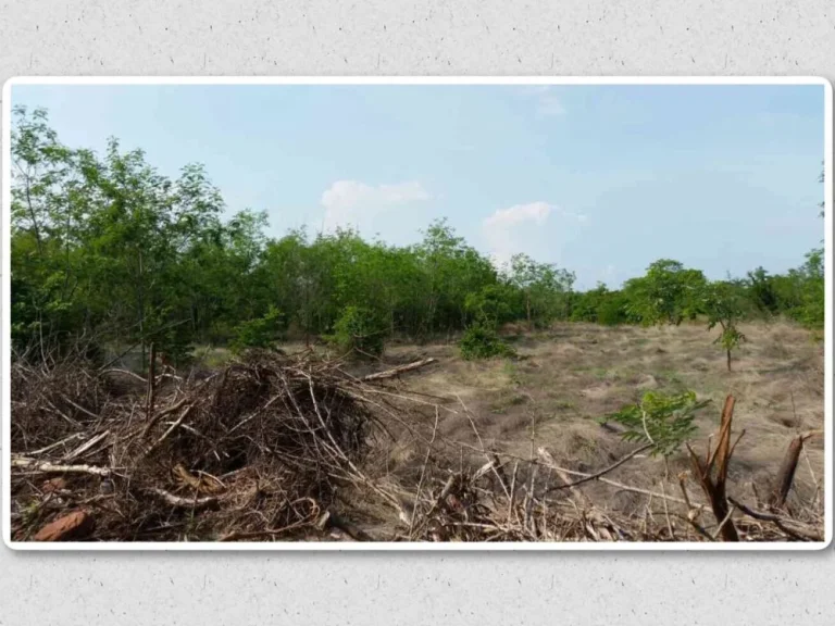 ขายที่ดิน ตหนองบัวระเหว อหนองบัวระเหว จชัยภูมิ