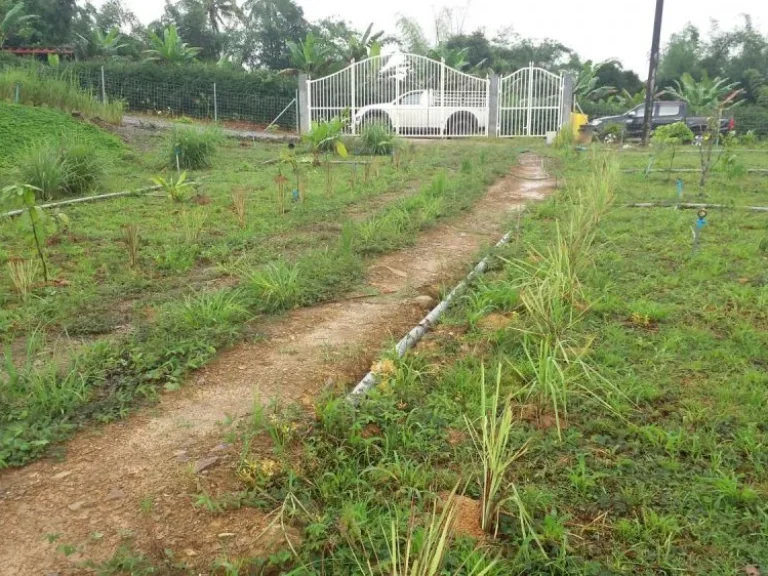 สุดคุ้ม สำหรับคนรักสุขภาพ ขายบ้านสวนเกษตรอินทรีย์ผสมผสานตามแนวเศรษฐกิจพอเพียง เกษตรปราณีตไร้สารเคมี บรรยากาศรีสอร์ท