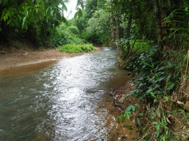 ขายที่ดิน ติดคลอง กระโสม ตะกั่วทุ่ง พังงา