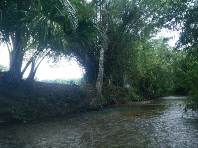 ขายที่ดิน ติดคลอง กระโสม ตะกั่วทุ่ง พังงา