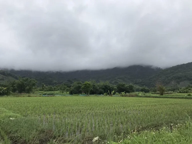 ที่ดินเชียงราย ที่ดินเมืองเชียงราย ที่ดินท่าสุด วัดสันต้นกอก