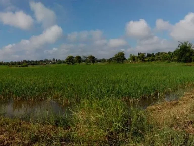 ขายที่ดิน 2-3-00 ไร่ ติดทางสาธารณ์ประโยชน์ ตเชียงพิณ จอุดรธานี