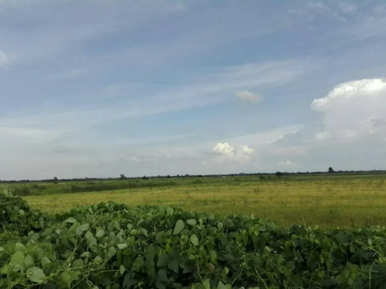 ขายที่ดินใกล้ทางด่วนพิเศษ สายใหม่ จุดขึ้นลงทางด่วนพิเศษ