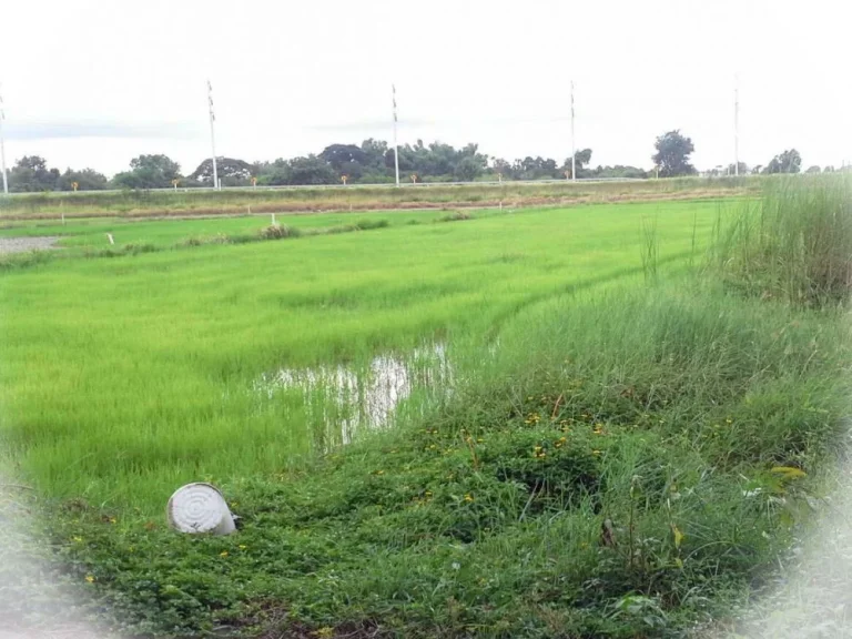 ที่ดิน 2 ไร่ ติดถนน ห้วยบง-เฉลิมพระเกียรติ สระบุรี