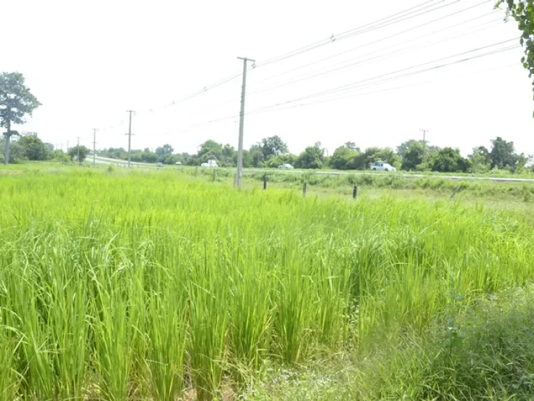 ขายที่ดินสวย 36-1-25 ไร่ ติดถนนมิตรภาพ โนนศิลา เมืองพล บ้านไผ่ ขอนแก่น ด่วน