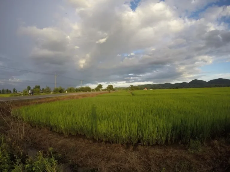 ที่นาแปลงสวย ติดเส้นทาง ตจอมสวรรค์  ตท่าข้าวเปลือก อแม่จัน จเชียงราย 