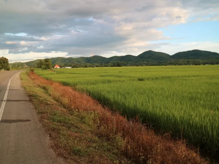 ที่นาแปลงสวย ติดเส้นทาง ตจอมสวรรค์  ตท่าข้าวเปลือก อแม่จัน จเชียงราย 