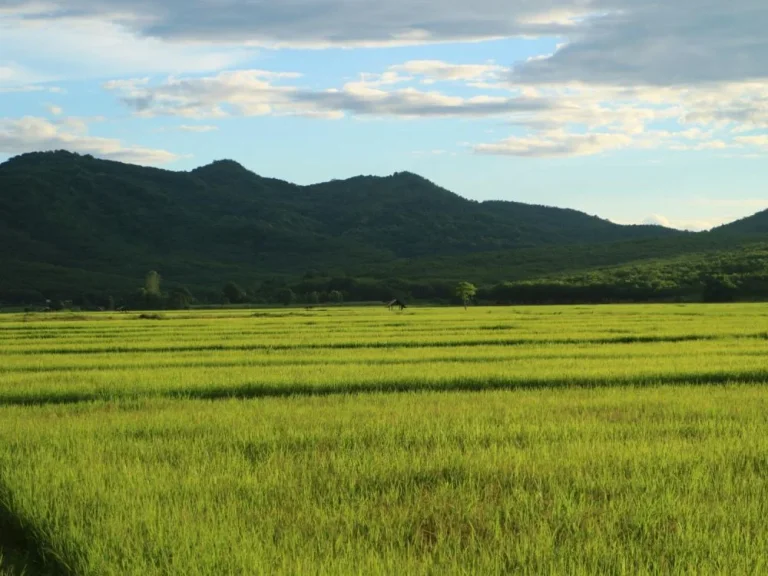 ที่นาแปลงสวย ติดเส้นทาง ตจอมสวรรค์  ตท่าข้าวเปลือก อแม่จัน จเชียงราย 