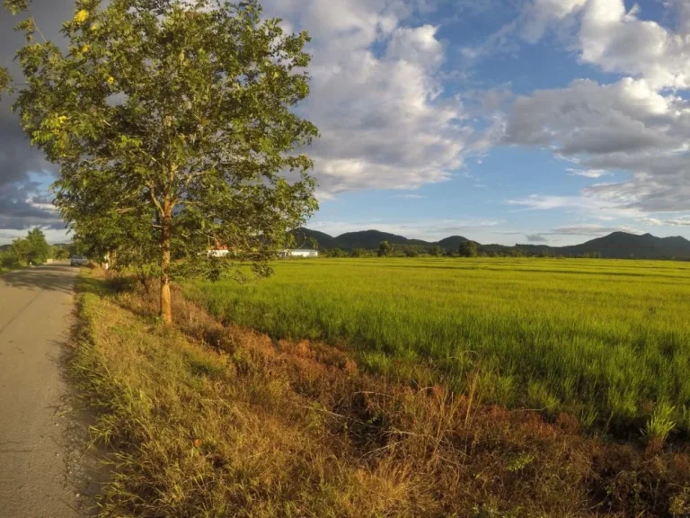 ที่นาแปลงสวย ติดเส้นทาง ตจอมสวรรค์  ตท่าข้าวเปลือก อแม่จัน จเชียงราย 