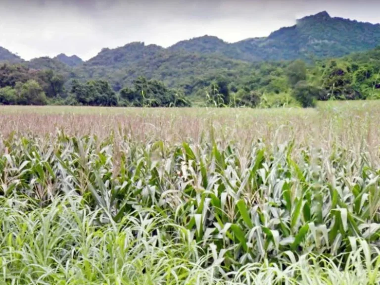 ขายที่ดิน แปลงสวย 54 ไร่ ติดถนน หินซ้อน-แก่งคอย สระบุรี