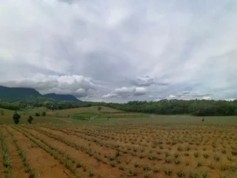 ขายที่ดิน ฉโนด เขาค้อ วิว สวย แนว valley เหมาะสำหรับ ทำบ้านพักตากอากาศ แคมป์สน เขาค้อ เพชรบูรณ์