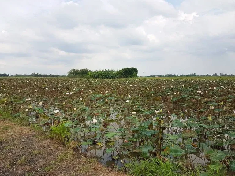 ขายที่ดิน หนองจอก 100 ไร่ แปลงใหญ่ถูกสุดย่านนี้