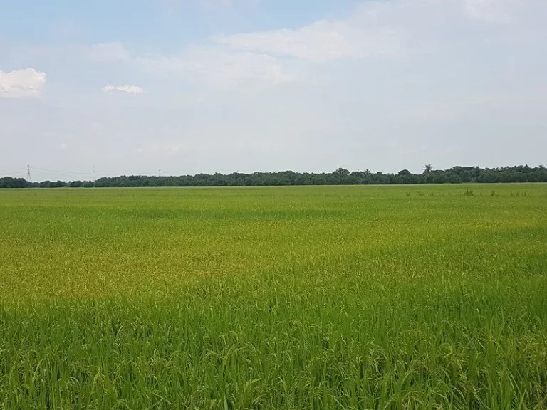 ขายที่ดิน หนองจอก 100 ไร่ แปลงใหญ่ถูกสุดย่านนี้