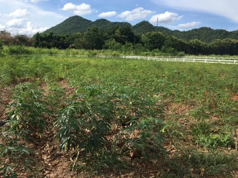 ที่ดินหมูสี เขาใหญ่ 1ไร่ หน้าติดถนนซอย วิวภูเขาล้อมรอบ ถนน น้ำ ไฟพร้อม