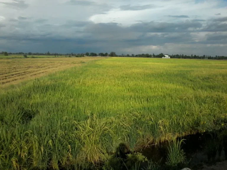 ขายที่ดิน 20 ไร่ บริเวณวัดจรเข้ไล่ อำเภอเสนา จังหวัดพระนครศรีอยุธยา