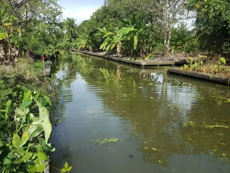 ที่ดิน 4 ไร่เศษ ติดคลองจอมปลวก สวย สวนมะพร้าวน้ำหอม สมบรูณ์ ติดลาดยาง เพื่อนบ้านเยอะ