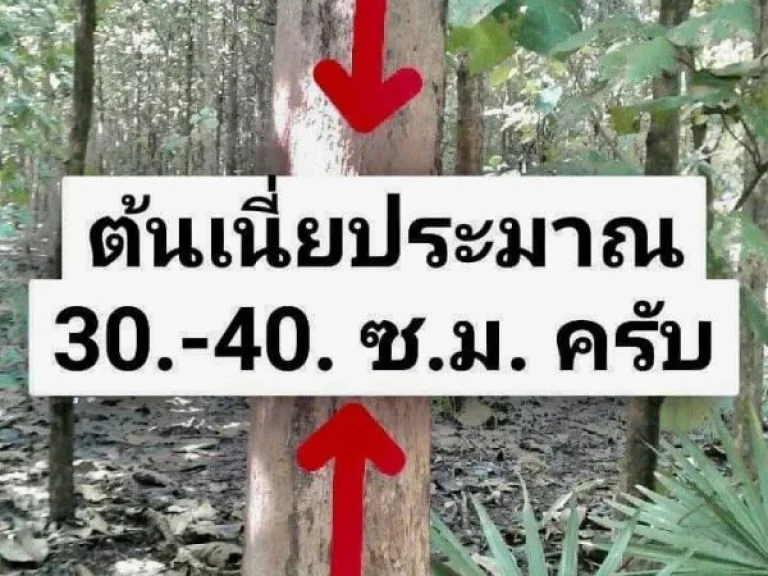 ขายที่ดินพร้อมไม้สักทองเต็มพื้นที่ จลพบุรี