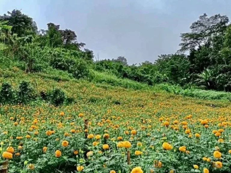 ขายที่เนินดอย วิวภูเขาสวย โป่งแยง เชียงใหม่