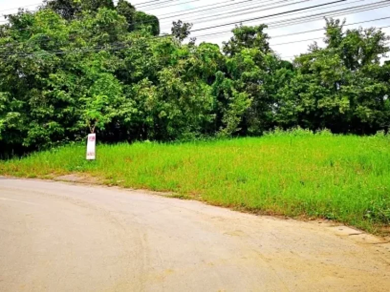 ขายที่ดิน หลังวัดสันกำแพงหลวง ตำบลสันกำแพง อำเภอสันกำแพง จังหวัดเชียงใหม่