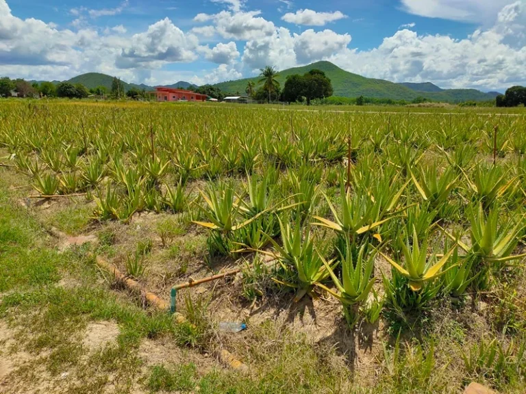 ขายที่ดินวิวสวย ทำไร่ว่านห่างจระเข้ 12 ไร่ หัวหิน