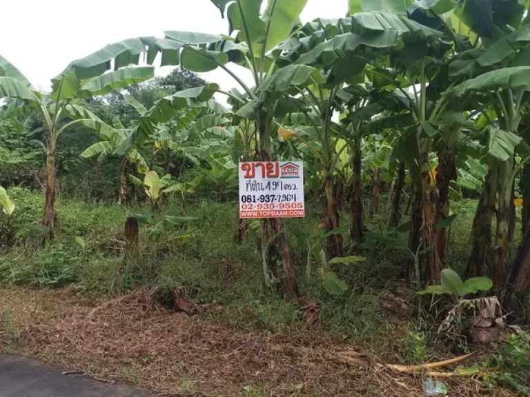 ที่ดิน ซอยวชิรธรรมสาธิต ถนนสุขุมวิท เขตพระโขนง กรุงเทพมหานคร