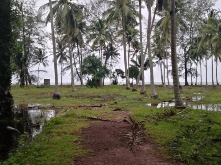 ขายที่ดินติดชายหาด 28 ไร่ ติดหน้าหาดยาว 230 เมตร เห็นวิวเกาะพีพี หาดยาว เหนือคลอง กระบี่