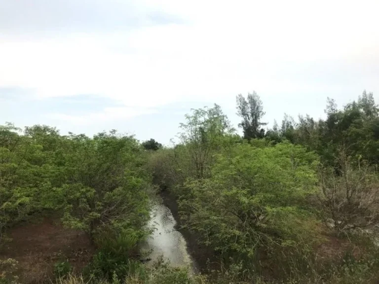 ขายที่ดินพร้อมบ้านสวนอัมพวา จังหวัดสมุทรสงคราม ติดคลอง มีศาลาริมน้ำ บรรยากาศสวนเงียบสงบ