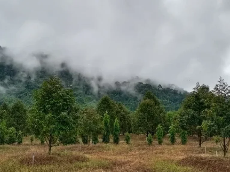 เสนอขายสวนทุเรียนและมังคุด แปลงสวย ใกล้เขา ติดคลอง เนื้อที่ 55 ไร่กว่าๆ ตะเคียนทอง อำเภอเขาคิชฌกูฎ จันทบุรี