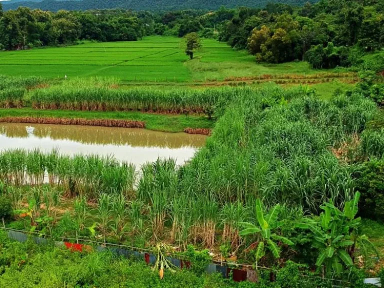 ขายที่ดิน ตำบลแม่โป่ง อำเภอดอยสะเก็ด จังหวัดเชียงใหม่