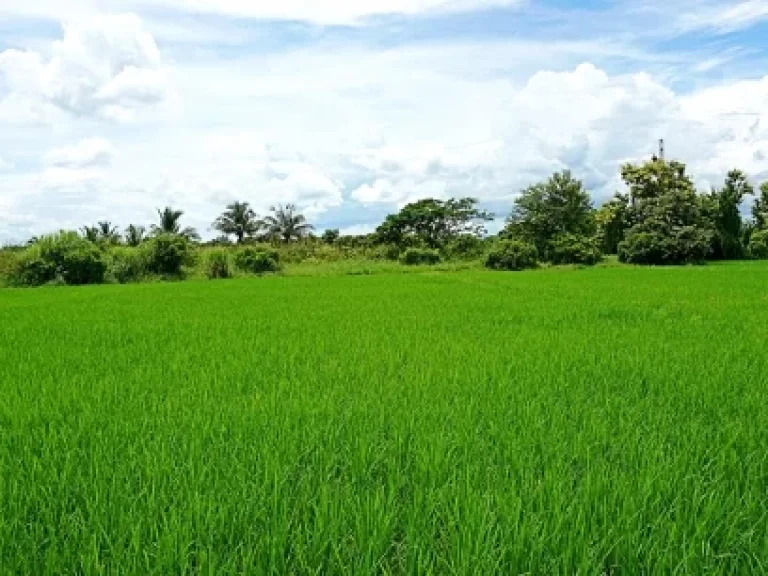 ขายที่ดิน ขุนคง อำเภอหางดง จังหวัดเชียงใหม่