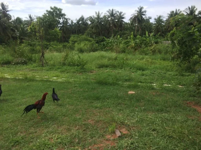 ขายบ้านพร้อมที่ดิน บ้านโบราณ อำเภออัมพวา จังหวัดสมุทรสงคราม