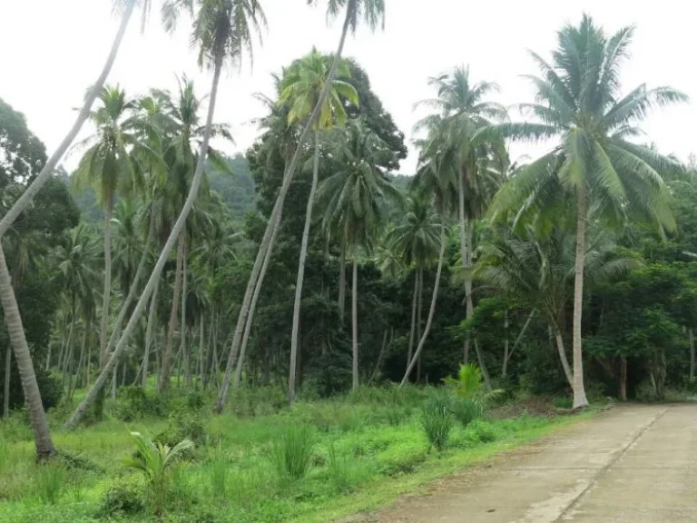 ขายที่ดิน วิวทะเล บางสะพาน จประจวบคีรีขันธ์