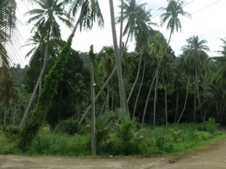 ขายที่ดิน วิวทะเล บางสะพาน จประจวบคีรีขันธ์