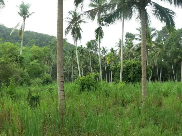 ขายที่ดิน วิวทะเล บางสะพาน จประจวบคีรีขันธ์