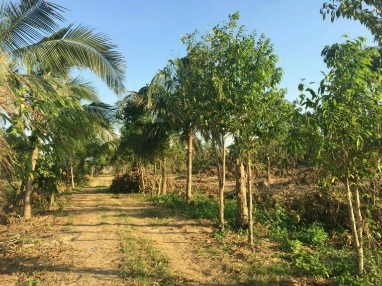 ขายที่ดินทำเลสวย 20 ไร่ หนองแค สระบุรี