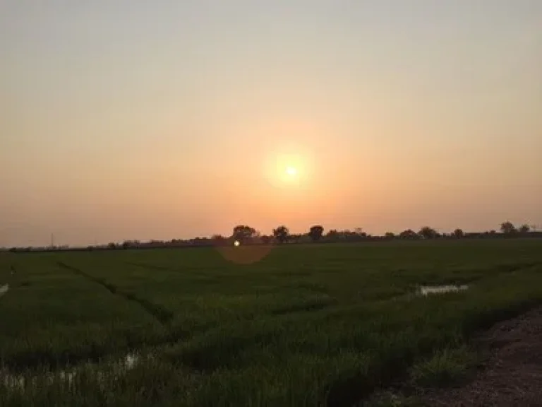 ขายที่ดิน 17 ไร่ หมู่ 4 อำเภออุทัย ตำบลเสนา จังหวัดพระนครศรีอยุธยา มีถนนลาดยางผ่าน ห่างจากแปลงประมาณ 100 เมตร