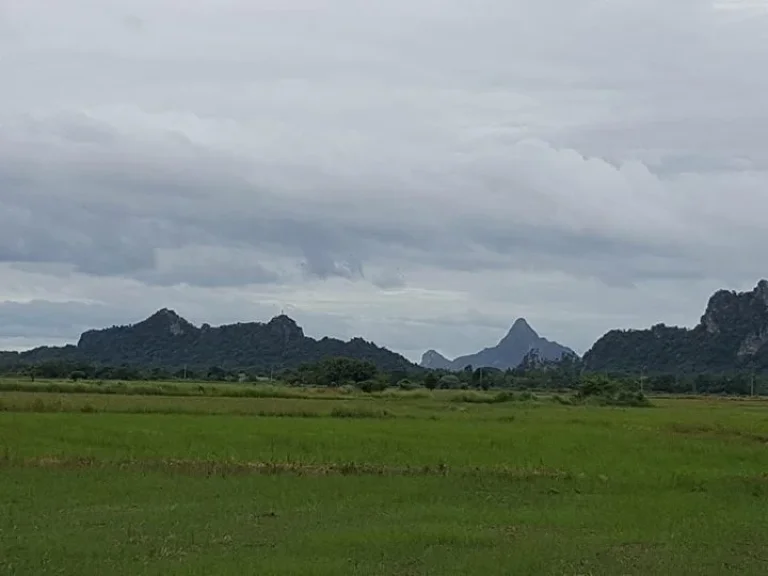 ขายที่ดิน 17 ไร่ ตหนองกระทุ่ม อปากท่อ ราชบุรี