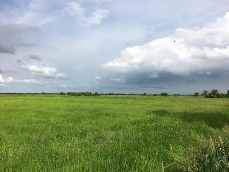 ขายที่ดินติดถนนติดคลองราคาถูก