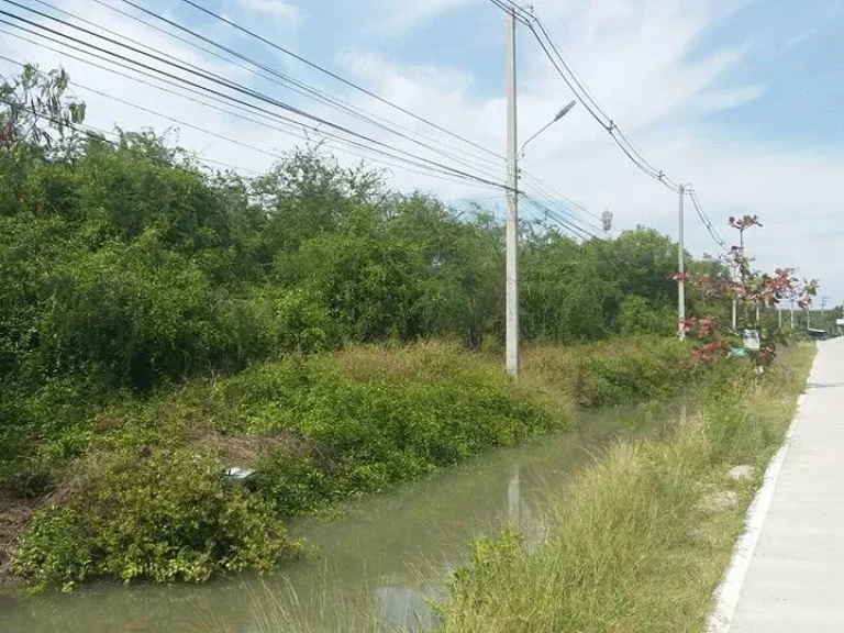 ขายที่ดิน 12ไร่ อเมือง ชลบุรี ติดถนนบูรพาวิถี