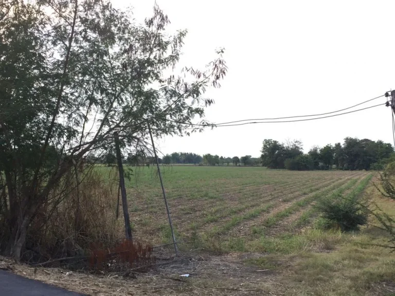 ขายที่ดิน 36 ไร่ ติดถนนราดยาง อศรีนคร จสุโขทัย