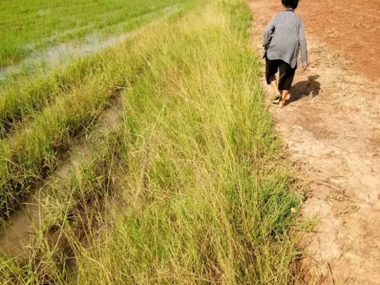 ที่นาพร้อมโฉนด ขามสะแกแสง โคราช