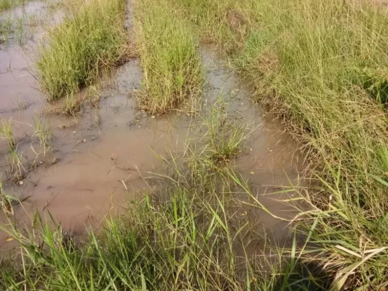 ที่นาพร้อมโฉนด ขามสะแกแสง โคราช