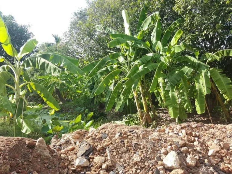 ขาย ที่ดิน สวย แปลงมุม ซมิสทีน มพาร์คเวย์ โฮม 400 ตรว