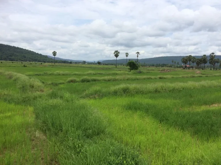 ขายที่ดินเปล่ามีโฉนด ในอำเภอวังทอง จังหวัดพิษณุโลก วิวสวยมาก