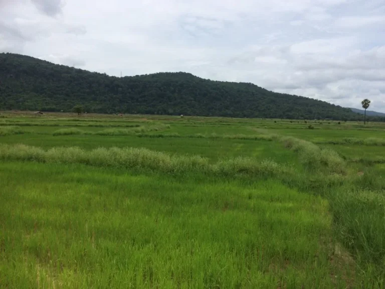 ขายที่ดินเปล่ามีโฉนด ในอำเภอวังทอง จังหวัดพิษณุโลก วิวสวยมาก