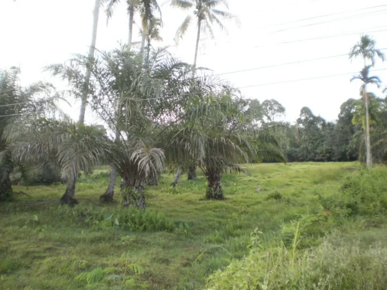 ขายที่ดิน ติดถนน สี่ขีด-สิชล