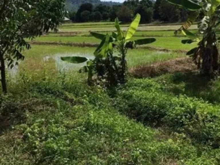 ขาย ที่ดิน บ้านพัก ธรรมชาติและชอบถนนสวยเส้นบ้านนา กะอาง นครนายก