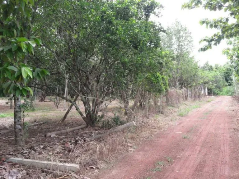 ขายที่ดินขายสวนส้มโออยู่อำเภอโพธิ์ประทับช้างจังหวัดพิจิตร